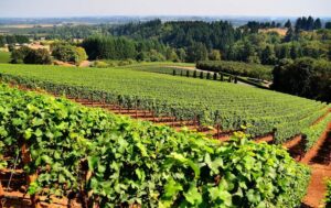 Winery & Vineyard Insurance